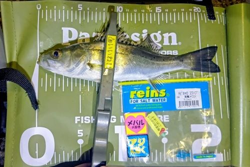 シーバスの釣果