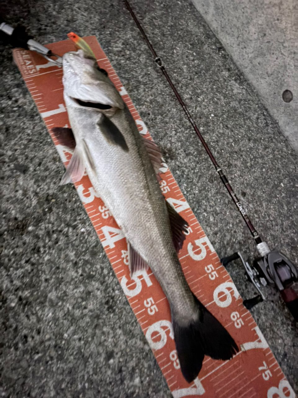 SHIMANO 20メタニウム XG LEFTの最安値・インプレ・釣果 | 本音の