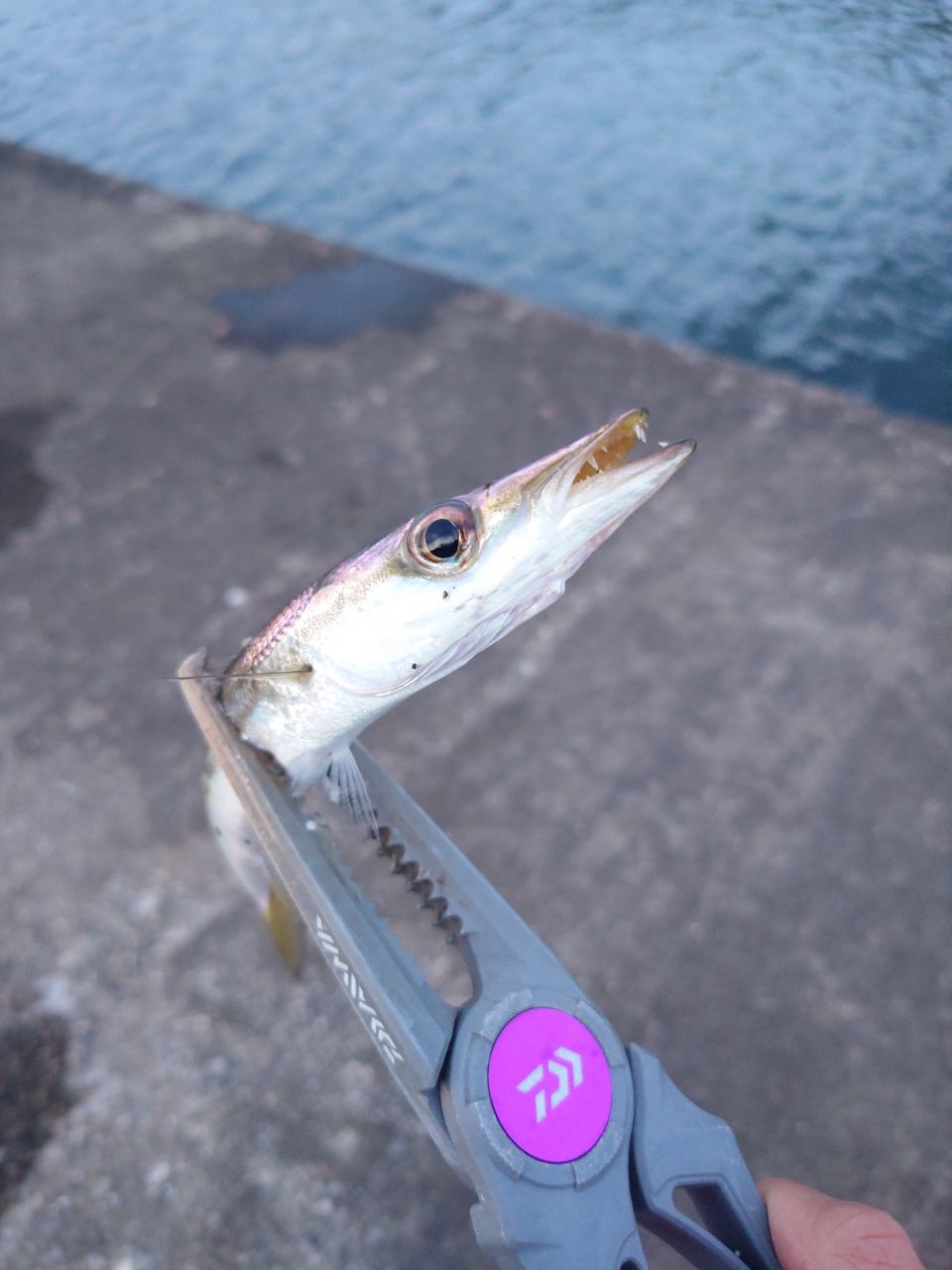 DAIWA 23月下美人 AIR AJING 510UL-S・Wの最安値・インプレ・釣果