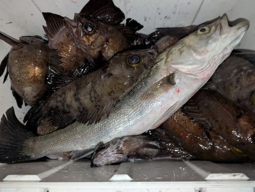 メバルの釣果