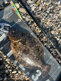 ソゲの釣果