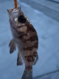 メバルの釣果