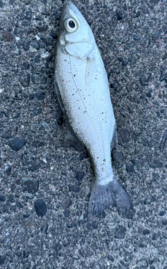 セイゴ（ヒラスズキ）の釣果