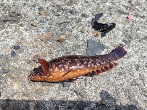 クジメの釣果