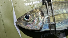 マアジの釣果