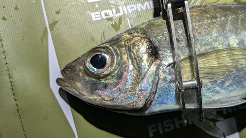 マアジの釣果