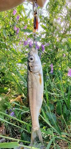 ウグイの釣果