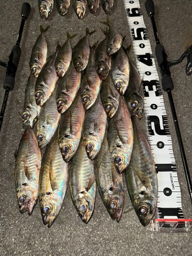 マアジの釣果