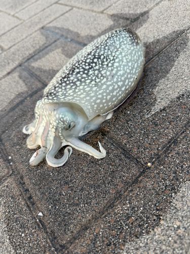 シリヤケイカの釣果