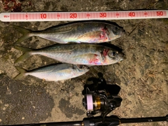 アジの釣果