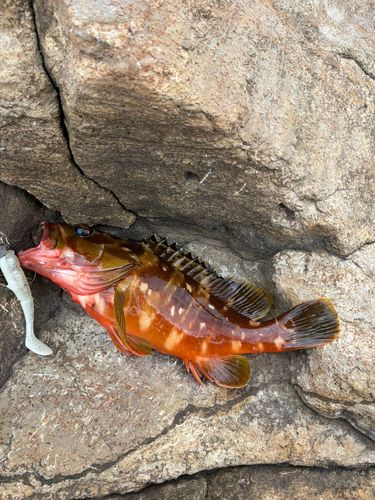 アカハタの釣果