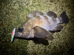 クロメバルの釣果