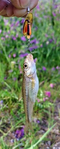 モロコの釣果