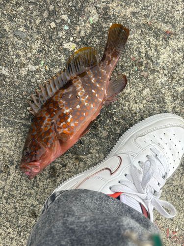 キジハタの釣果