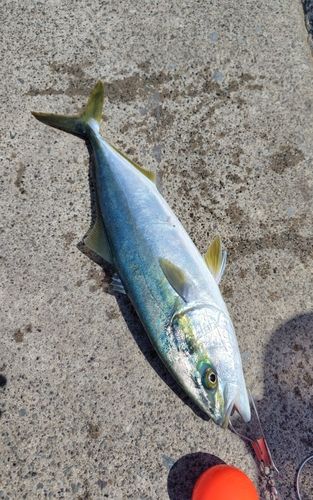 イナダの釣果