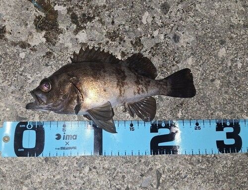 メバルの釣果