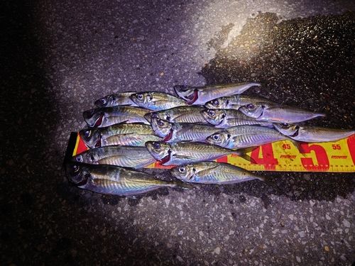 アジの釣果