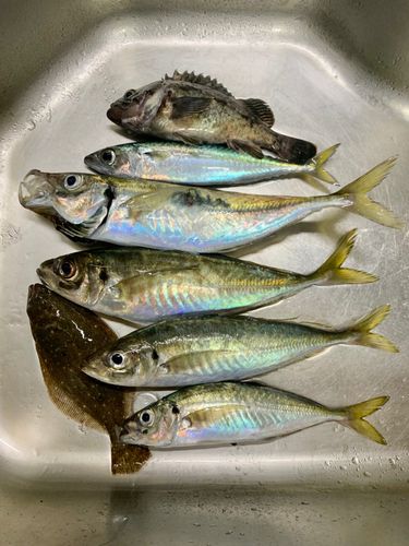 アジの釣果