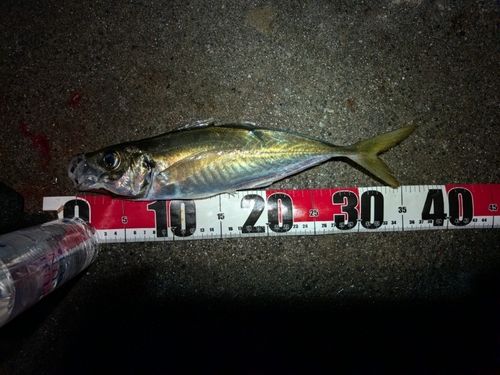 マアジの釣果