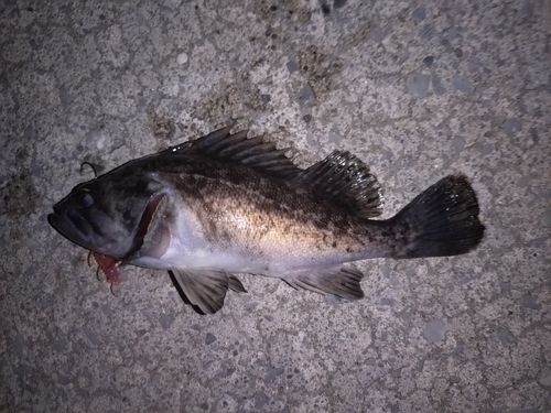 ソイの釣果
