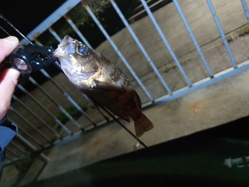 メバルの釣果