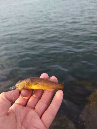 ハゼの釣果