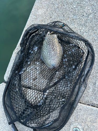 シリヤケイカの釣果