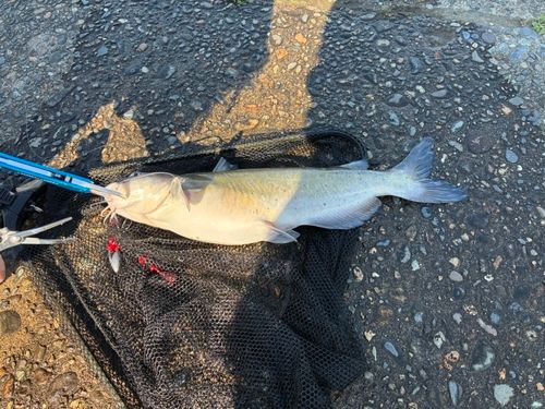 アメリカナマズの釣果