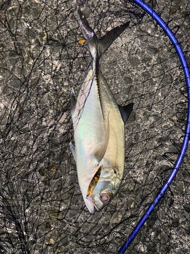 ギンガメアジの釣果