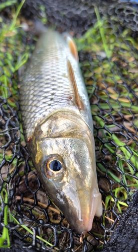 ニゴイの釣果