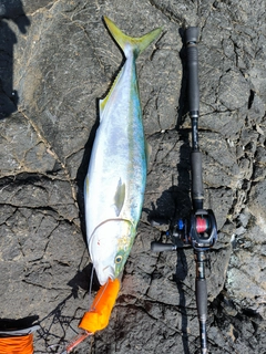 ワラサの釣果