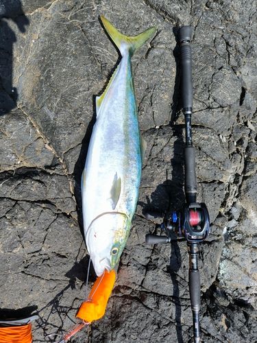 ワラサの釣果