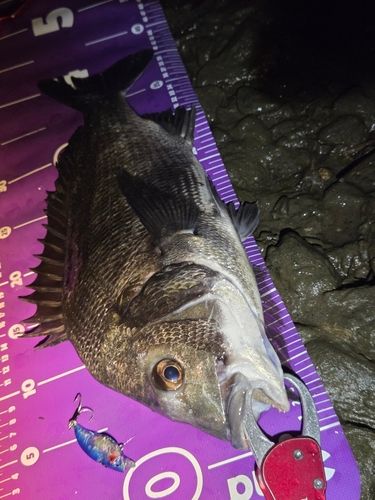 チヌの釣果