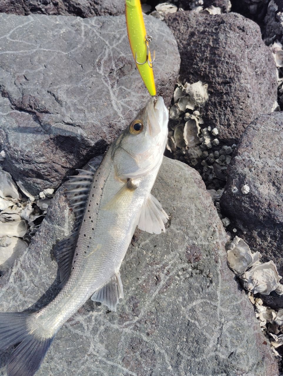 シーバスの釣果写真