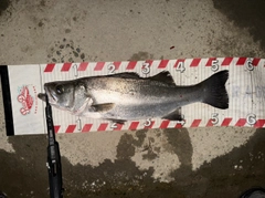 ヒラスズキの釣果