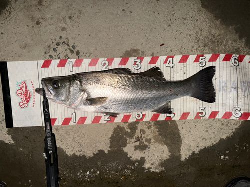 ヒラスズキの釣果