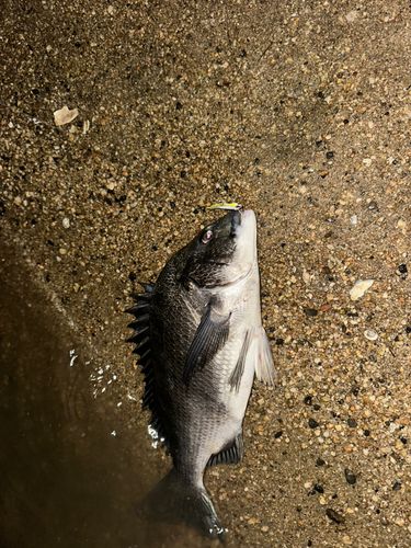 チヌの釣果