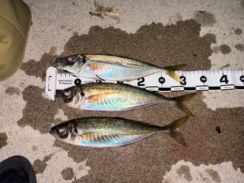 アジの釣果