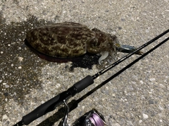 イカの釣果