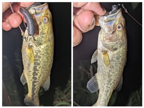 ブラックバスの釣果