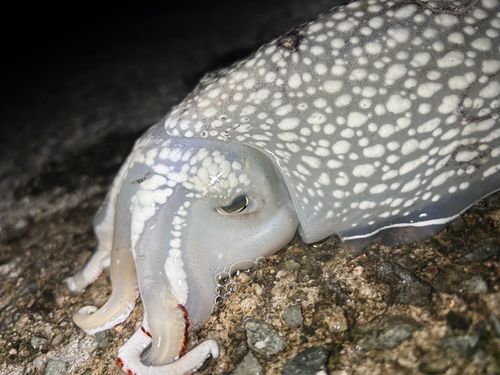 シリヤケイカの釣果