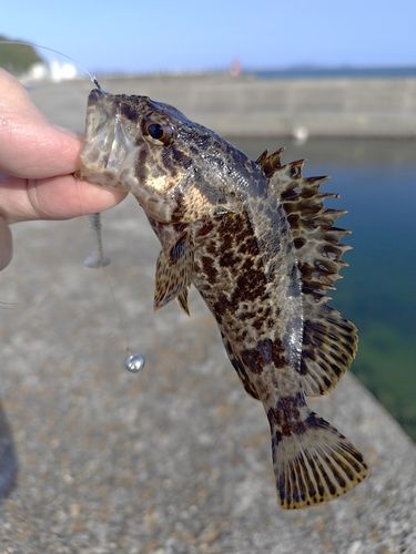 タケノコメバルの釣果