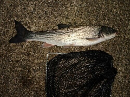 ウグイの釣果
