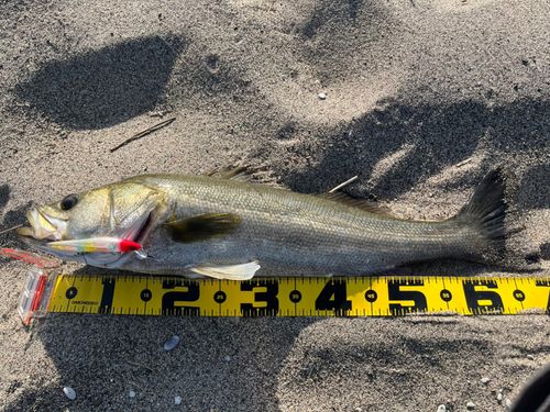 マルスズキの釣果