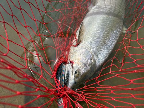 サクラマスの釣果