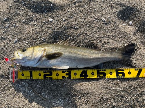 マルスズキの釣果