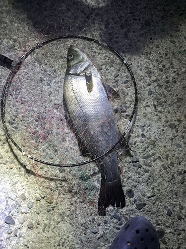 フッコ（ヒラスズキ）の釣果