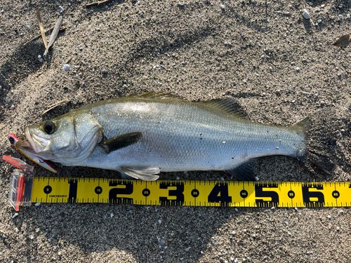 ヒラスズキの釣果
