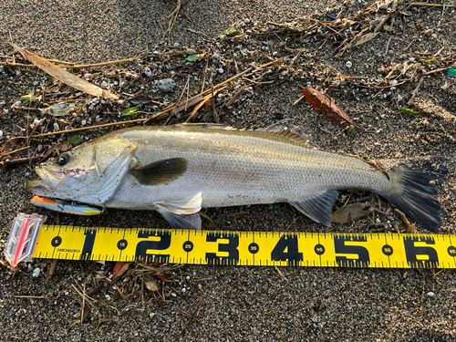 マルスズキの釣果