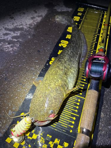 ナマズの釣果